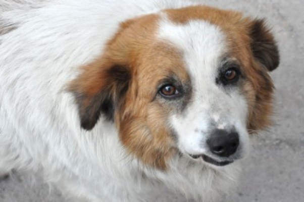 Pompierii au asistat cum stăpâna şi-a salvat câinele